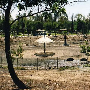 Tijuana Zoo-African Savannah