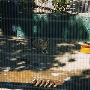 Tijuana Zoo-Kit Fox Cage