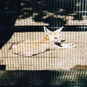 Tijuana Zoo-Kit Fox