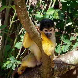 Jesperhus Junglezoo - Squirrel monkey