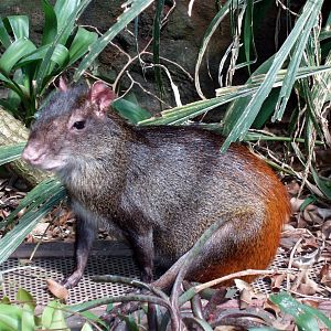 Jesperhus Junglezoo - Red agouti