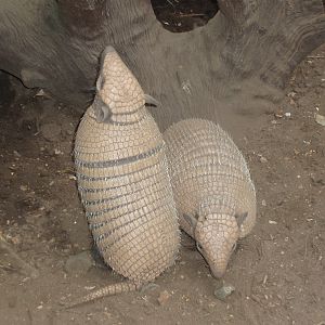 Jesperhus Junglezoo - Yellow armadillos