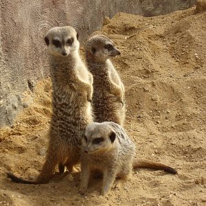 Jesperhus Junglezoo - Meerkats