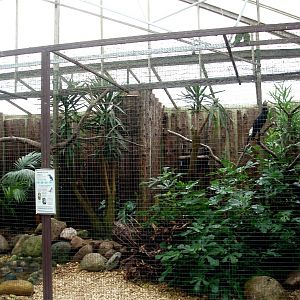 Jesperhus Junglezoo - Silvery hornbills aviary