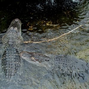 Jesperhus Junglezoo - Alligators