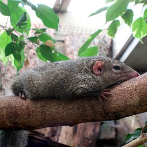 Jesperhus Junglezoo - Tupaia