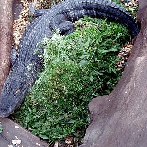 Jesperhus Junglezoo - Alligator