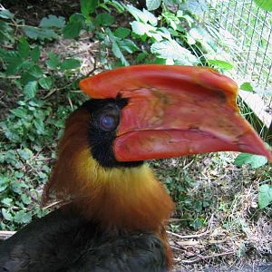 Rufous hornbill at Dvur Kralove