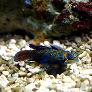 Kattegatcenter - Mandarin fish