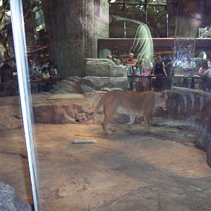 Lioness at the MGM Grand