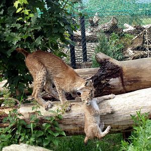 Munkholm Zoo - Bobcats