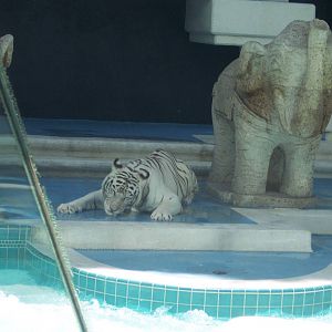 White Tiger
