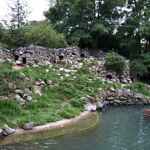 Burgers Zoo - Penguins