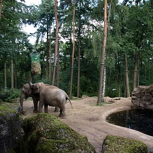 Burgers Zoo - Elephant exhibit