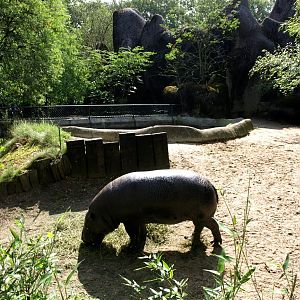 Burgers Zoo - Pygmy hippo