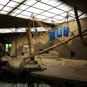 Burgers Zoo - Orangutan exhibit
