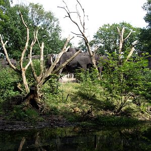 Burgers Zoo - Coati exhibit