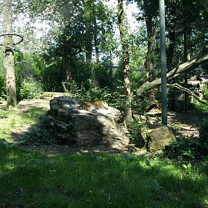 Burgers Zoo - Leopard exhibit