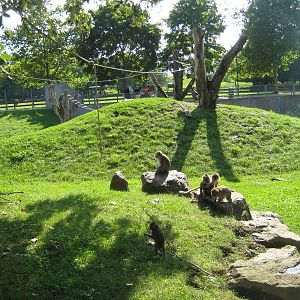 Freiburg Mundenhof Crab eating Monkey Exhibit