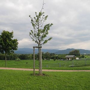 Freiburg Mundenhof Overview of the Bison Exhibit