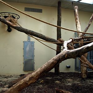 Burgers Rimba - Binturong indoors