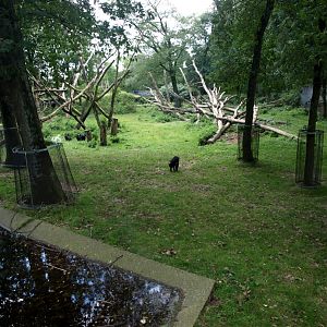 Burgers Zoo - Chimpanzee enclosure