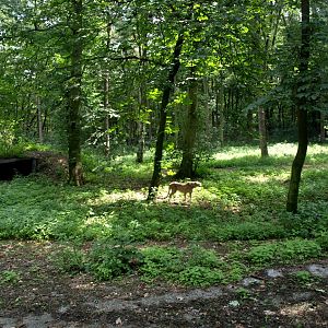 Burgers Safari - Cheetah enclosure