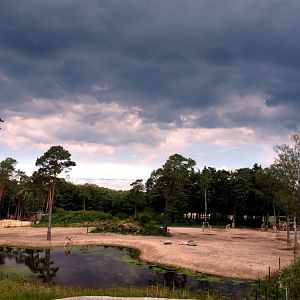 Burgers Safari - Savannah