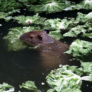 Burgers Bush - Capybara