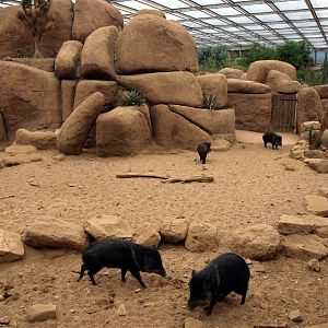 Burgers Desert - Peccary exhibit