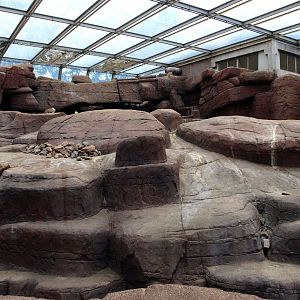 Burgers Desert - Bighorn exhibit