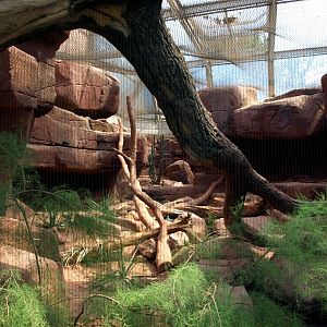 Burgers Desert - Bobcat exhibit