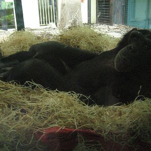 Chimp ready for bed