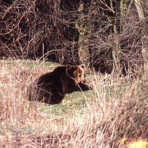 Brown Bear - 1984