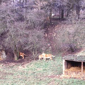 Lion Enclosure - 1984