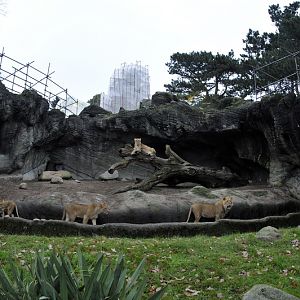 Renovation of the rocks (lions)
