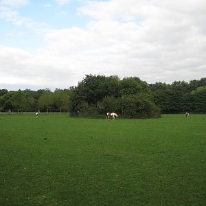 Freiburg Mundenhof Horse Meadow