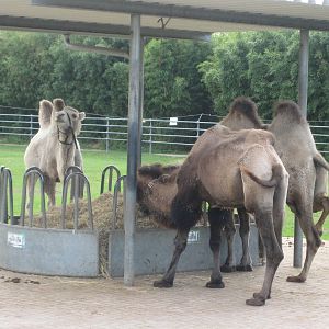 Freiburg Mundenhof Bactrian Camels