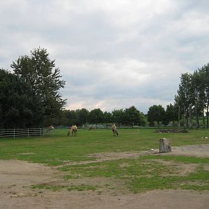 Freiburg Mundenhof Bactrian Camel Exhibit