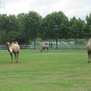Freiburg Mundenhof Bactrian Camels