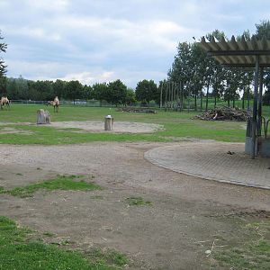 Freiburg Mundenhof Bactrian Camel exhibit