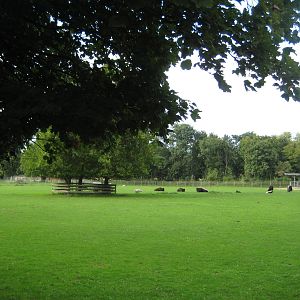 Freiburg Mundenhof The little Yak Exhibit