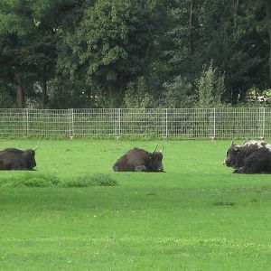 Freiburg Mundenhof Yaks