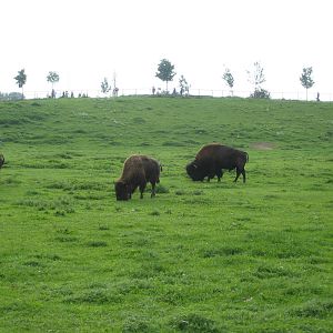 Freiburg Mundenhof Bisons
