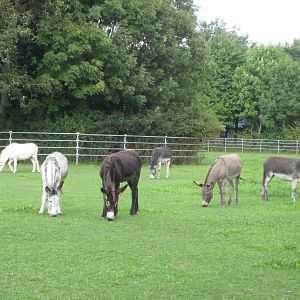 Freiburg Mundenhof Donkey Exhibit