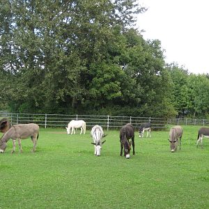 Freiburg Mundenhof Donkey Meadow