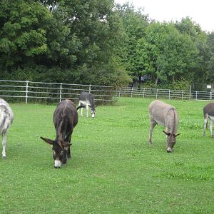 Freiburg Mundenhof Donkeys