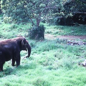Asian Elephant and keeper - 1990