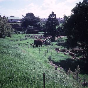 Asian Elephant in paddock- 1990