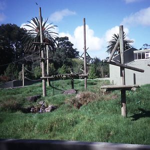 Orangutan Enclosure - 1990